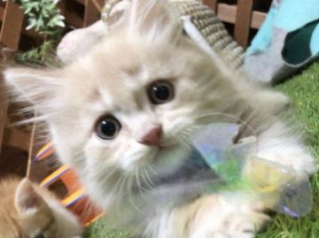 マンチカン(短足)【岐阜県・男の子・2019年8月26日・クリームタビー（ロングヘアー）】の写真「ふわっふわロングでまん丸超短足の男の子です😻」