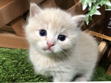 マンチカン(短足)【岐阜県・女の子・2018年7月15日・クリーム（ショートヘア）】の写真「短足クリームの女の子です♡」