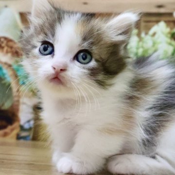マンチカン(短足)【岐阜県・女の子・2024年1月29日・キャリコ（ロング）】の写真「お目目くりくり💕ふわふわロングの美猫ちゃん😻」
