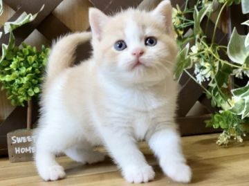 マンチカン(長足)【岐阜県・女の子・2022年3月27日・クリームタビー&ホワイト（ショート）】の写真「お顔まん丸💕大人気ハチワレの女の子😻」
