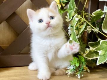 マンチカン(長足)【岐阜県・女の子・2022年3月27日・レッドタビー&ホワイト（ショート）】の写真「お顔まん丸💕長足ショートの女の子😻」