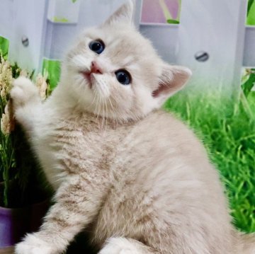 マンチカン(長足)【岐阜県・女の子・2024年5月12日・クリームタビー（ショート）】の写真「お顔まん丸🐱ふわふわショートの女の子💕」