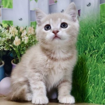 マンチカン(長足)【岐阜県・男の子・2023年9月27日・クリームタビー（ショート）】の写真「お目目くりくり💕ふわふわショートの長足くん😻」