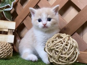 マンチカン(長足)【岐阜県・女の子・2021年2月23日・クリームタビー&ホワイト（ショート）】の写真「まん丸お顔💕長足ショートの女の子」