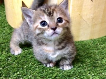マンチカン(短足)【岐阜県・女の子・2018年7月4日・ブラウンパッチドタビー（ショートヘア）】の写真「短足ブラウンの女の子です☆」
