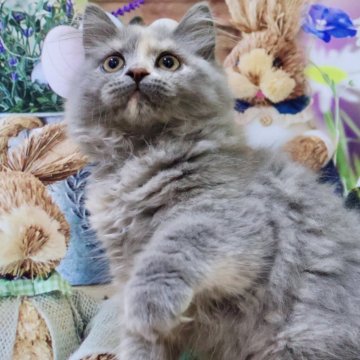 マンチカン(長足)【岐阜県・女の子・2024年4月16日・ブルークリーム（ロングヘアー）】の写真「お目目くりくり💕まん丸お顔の女の子😻」