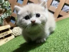 マンチカン(短足)【岐阜県・男の子・2020年12月23日・クリームタビー】の写真1「1月27日撮影」