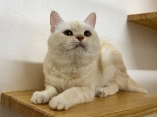 マンチカン【・男の子・2022年1月24日・カメオタビー】
