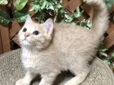 マンチカン(長足)【岐阜県・男の子・2018年4月2日・クリームタビー】の写真2