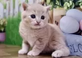 マンチカン(長足)【岐阜県・女の子・2024年2月22日・クリームタビー】の写真2