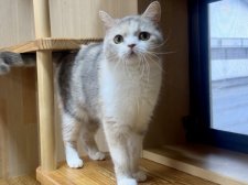 ミヌエット【・女の子・2021年9月14日・ダイリュートキャリコ】