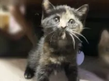 マンチカン(長足)【岐阜県・女の子・2020年8月22日・トーティーシェル】の写真2