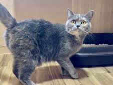 マンチカン【・女の子・2022年8月10日・ブルークリーム】