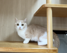 マンチカン【・女の子・2024年2月19日・クリームタビー&ホワイト】