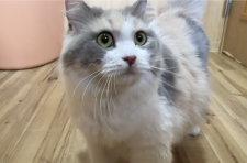 マンチカン【・女の子・2020年7月5日・ダイリュートキャリコ】