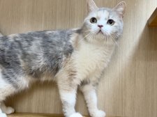 ミヌエット【・女の子・2021年9月14日・ダイリュートキャリコ】