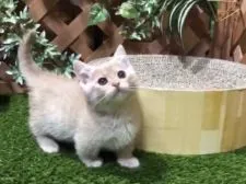 マンチカン(短足)【岐阜県・男の子・2018年4月1日・クリームタビー】の写真3