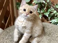 マンチカン(長足)【岐阜県・男の子・2018年4月2日・クリームタビー】の写真3