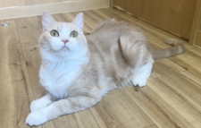 マンチカン【・女の子・2021年1月20日・クリームタビー&ホワイト】