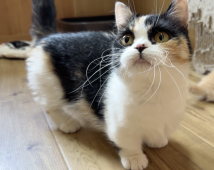 マンチカン【・女の子・2023年3月1日・キャリコ】