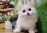 マンチカン(短足)【岐阜県・男の子・2023年9月3日・カメオタビー&ホワイト】の写真3
