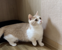 マンチカン【・女の子・2024年2月19日・クリームタビー&ホワイト】