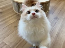 マンチカン【・男の子・2023年9月27日・クリームタビーホワイト】