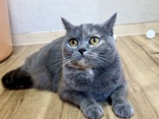 マンチカン【・女の子・2022年8月10日・ブルークリーム】