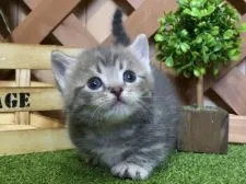 マンチカン(短足)【岐阜県・男の子・2021年2月24日・ブルータビー】の写真3