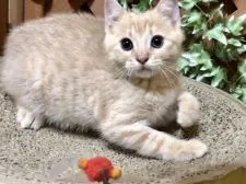 マンチカン(長足)【岐阜県・男の子・2018年4月2日・クリームタビー】の写真4