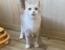 マンチカン【・女の子・2021年1月20日・クリームタビー&ホワイト】