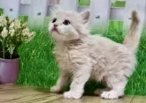 マンチカン(長足)【岐阜県・女の子・2024年4月14日・クリームタビー】の写真4