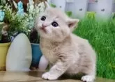 マンチカン(長足)【岐阜県・女の子・2024年2月22日・クリームタビー】の写真4