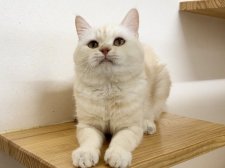 マンチカン【・男の子・2022年1月24日・カメオタビー】