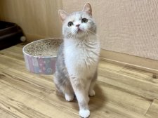 ミヌエット【・女の子・2021年9月14日・ダイリュートキャリコ】