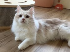 マンチカン【・男の子・2023年9月27日・クリームタビーホワイト】