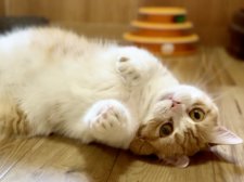マンチカン【・女の子・2019年8月26日・レッドタビー&ホワイト】