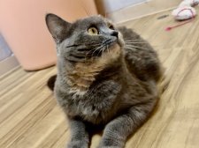 マンチカン【・女の子・2022年8月10日・ブルークリーム】