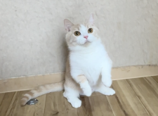 マンチカン【・女の子・2024年2月19日・クリームタビー&ホワイト】