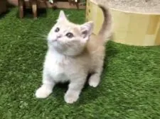 マンチカン(短足)【岐阜県・男の子・2018年4月1日・クリームタビー】の写真4