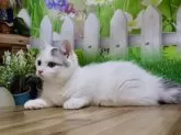 マンチカン(短足)【岐阜県・男の子・2024年3月30日・ブルータビー&ホワイトバン】の写真4