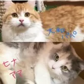 マンチカン(短足)【岐阜県・男の子・2024年4月16日・ブルータビー&ホワイト】の写真5