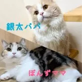 マンチカン(長足)【岐阜県・男の子・2024年7月11日・レッドタビー】の写真5