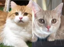 マンチカン(長足)【岐阜県・女の子・2020年2月6日・レッド&ホワイト】の写真5「大和パパ&くぅちゃんママ」