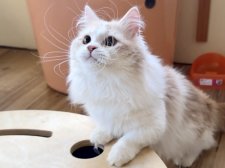 マンチカン【・男の子・2023年9月27日・クリームタビーホワイト】