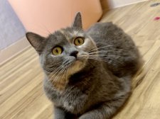 マンチカン【・女の子・2022年8月10日・ブルークリーム】