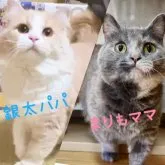 マンチカン(短足)【岐阜県・男の子・2023年6月8日・ブルー】の写真5