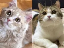 マンチカン(短足)【岐阜県・男の子・2021年2月24日・ブルータビー】の写真5「小太郎パパ&アンちゃんママ」