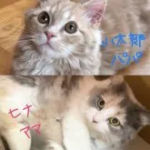 マンチカン(長足)【岐阜県・男の子・2023年5月25日・ブルータビー&ホワイト】の写真5