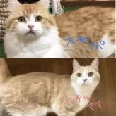 マンチカン(短足)【岐阜県・男の子・2024年8月22日・クリームタビー&ホワイト】の写真5